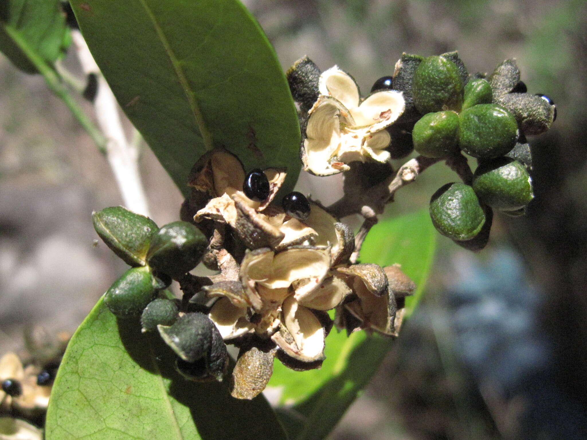 Image of Melicope madagascariensis (Baker) T. G. Hartley