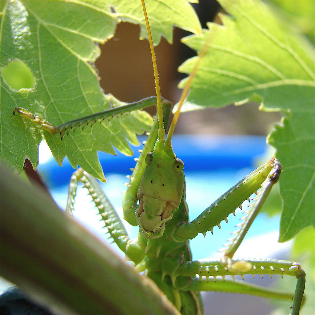 Image of Common Predatory Bush-cricket