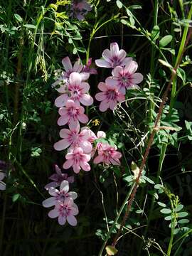 Image of Geissorhiza callista Goldblatt