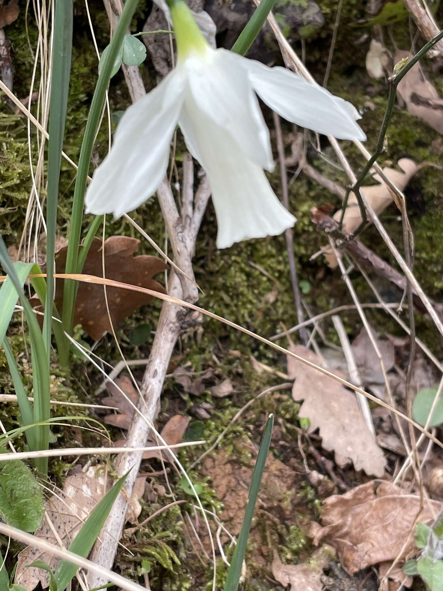 Narcissus moschatus L. resmi