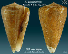 Image of Conus gloriakiiensis Kuroda & Itô 1961