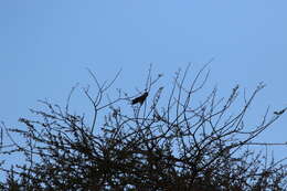 Image of Orange-bellied Parrot