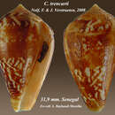 Image of Conus trencarti Nolf & Verstraeten 2008