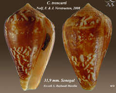 Image of Conus trencarti Nolf & Verstraeten 2008