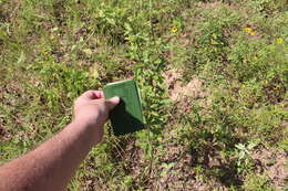 Image of pineland milkweed