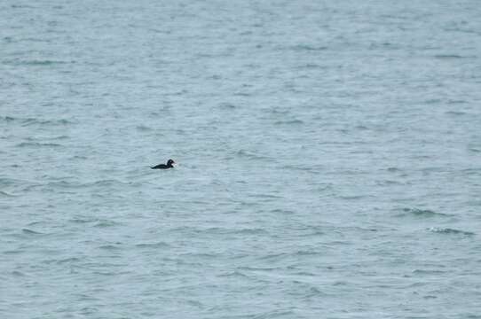 Image of Velvet Scoter