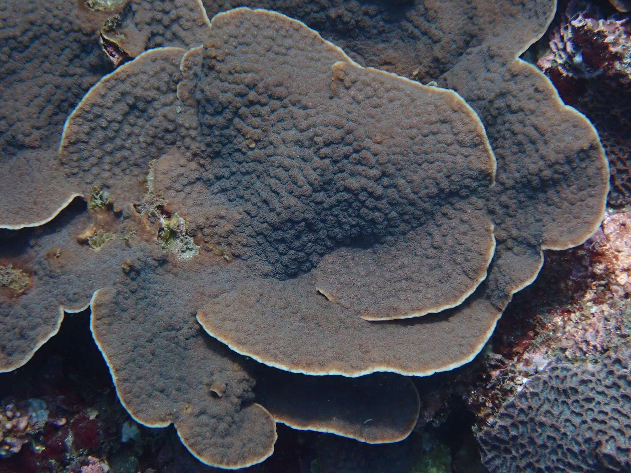 Image of Hedgehog Coral