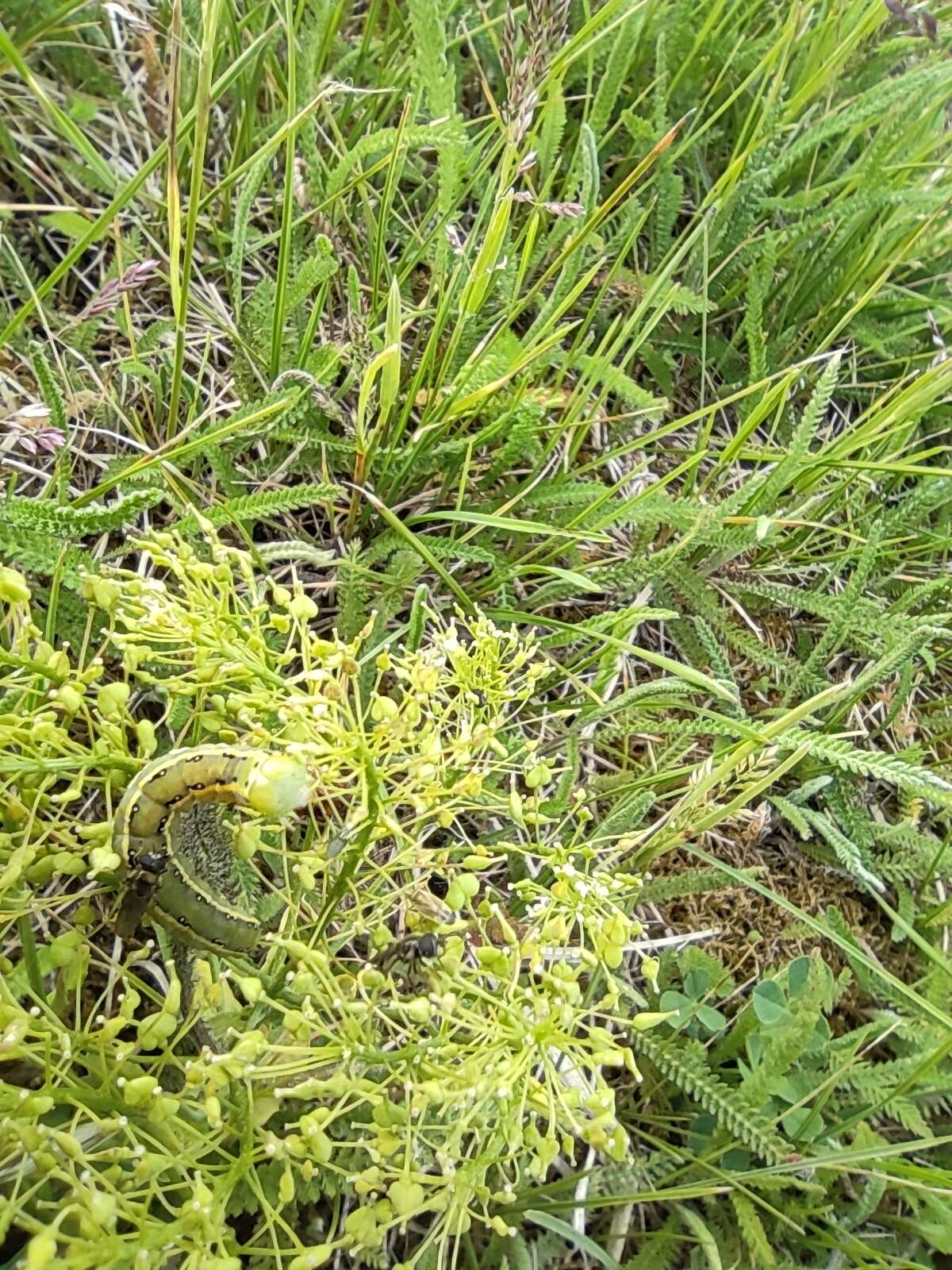 Image of Sword-grass moth