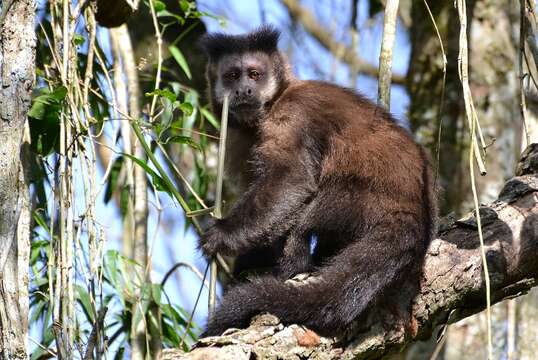 Image of Black Capuchin