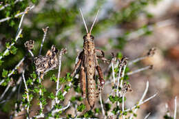 Слика од Acinipe hesperica Rambur 1838