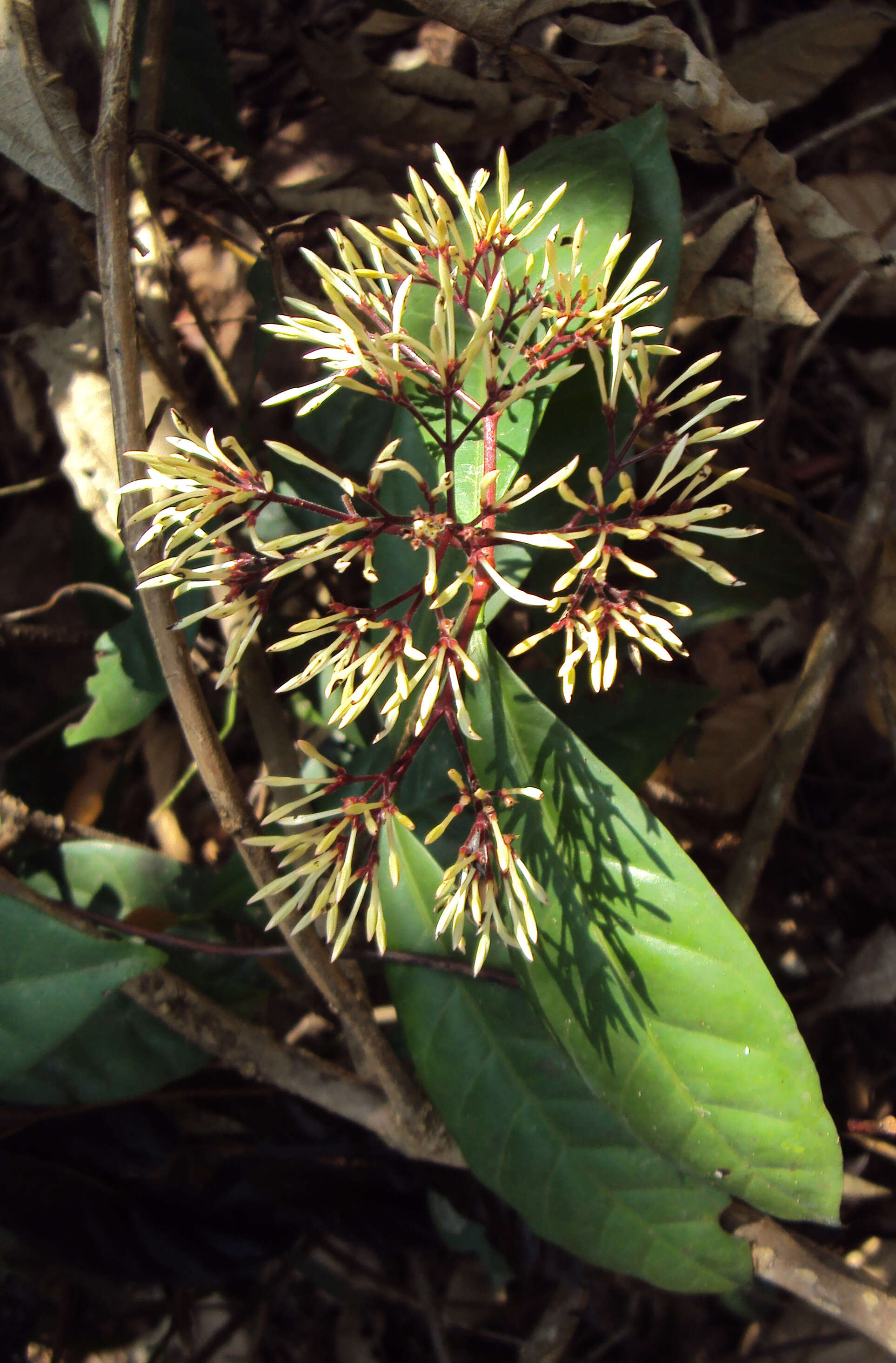 Image of Ixora nigricans R. Br. ex Wight & Arn.