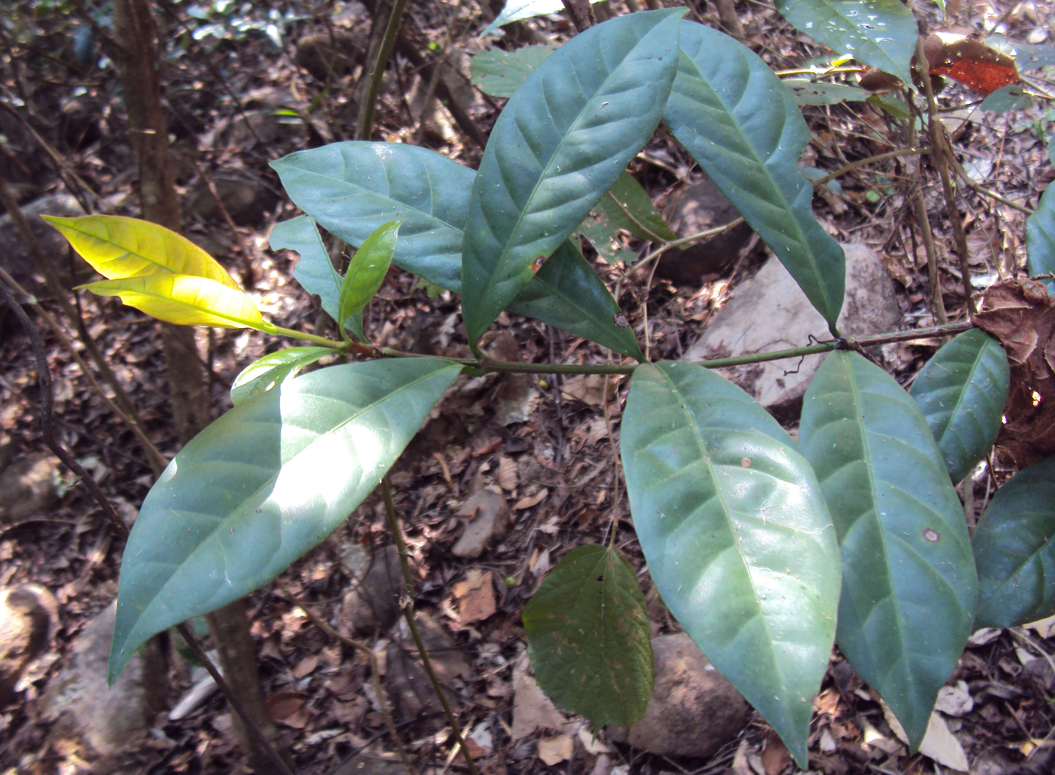 Image of Ixora nigricans R. Br. ex Wight & Arn.