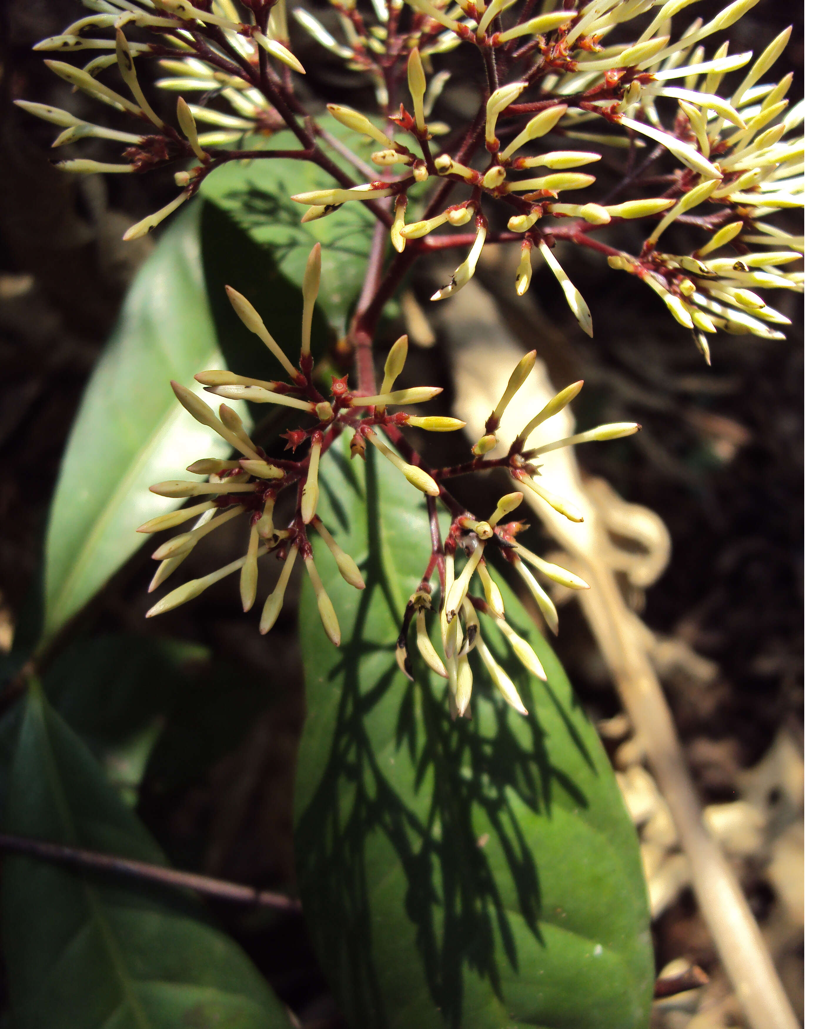 Image of Ixora nigricans R. Br. ex Wight & Arn.