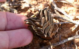 Image of Haworthiopsis nigra var. diversifolia (Poelln.) G. D. Rowley