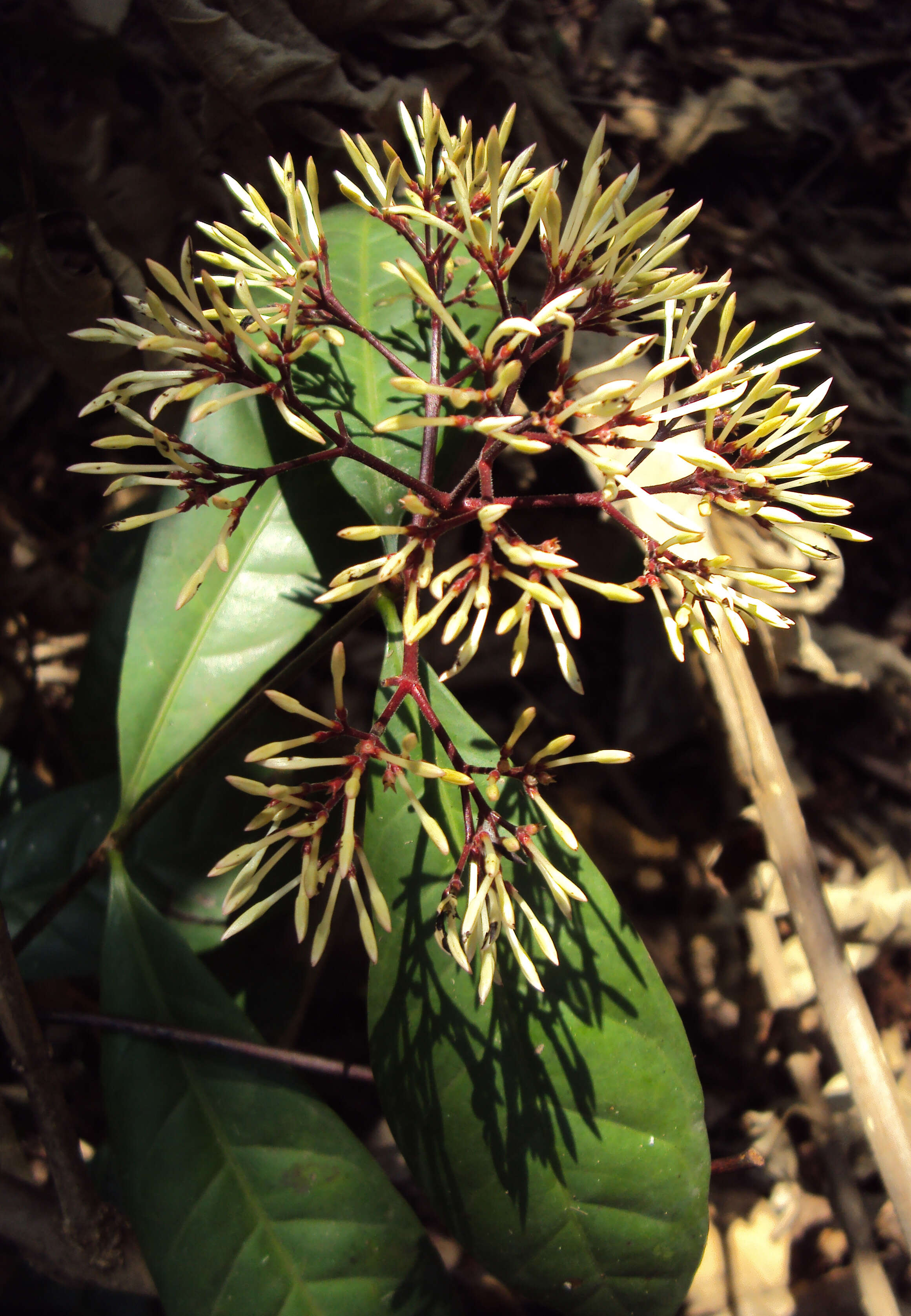 Image of Ixora nigricans R. Br. ex Wight & Arn.