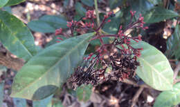 Image of Ixora nigricans R. Br. ex Wight & Arn.