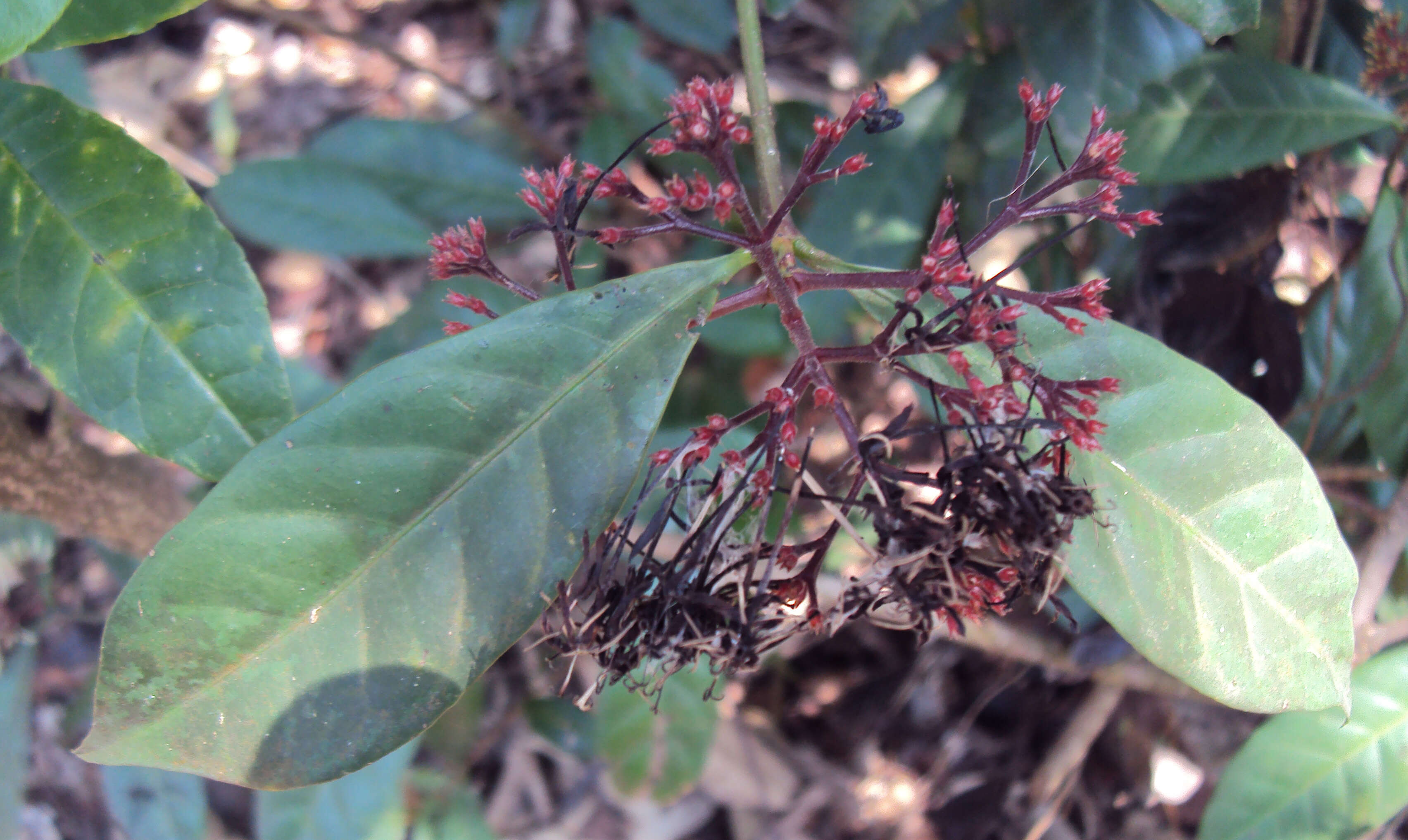 Image of Ixora nigricans R. Br. ex Wight & Arn.