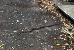 Image of Eastern brown snake