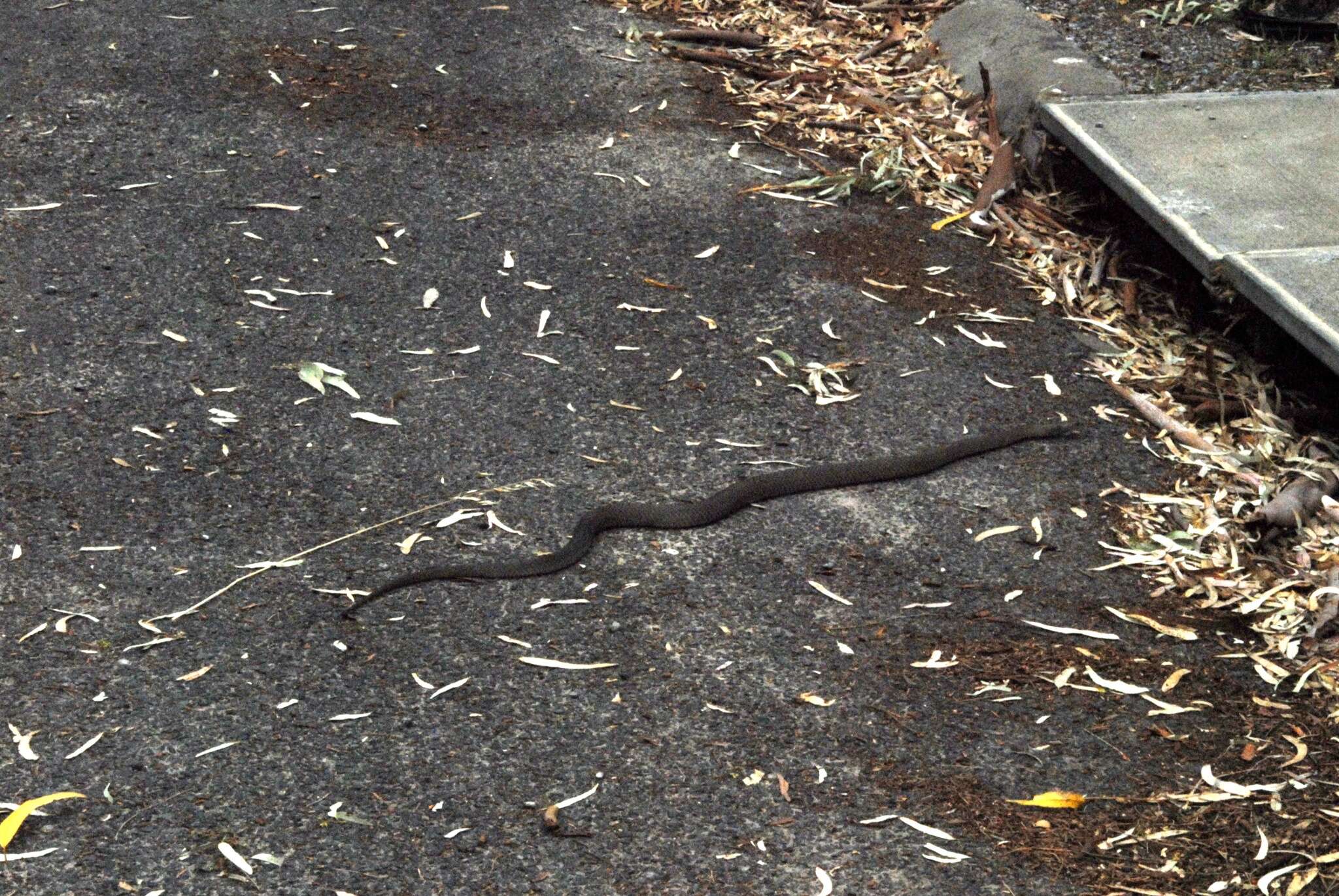 Image of Eastern brown snake