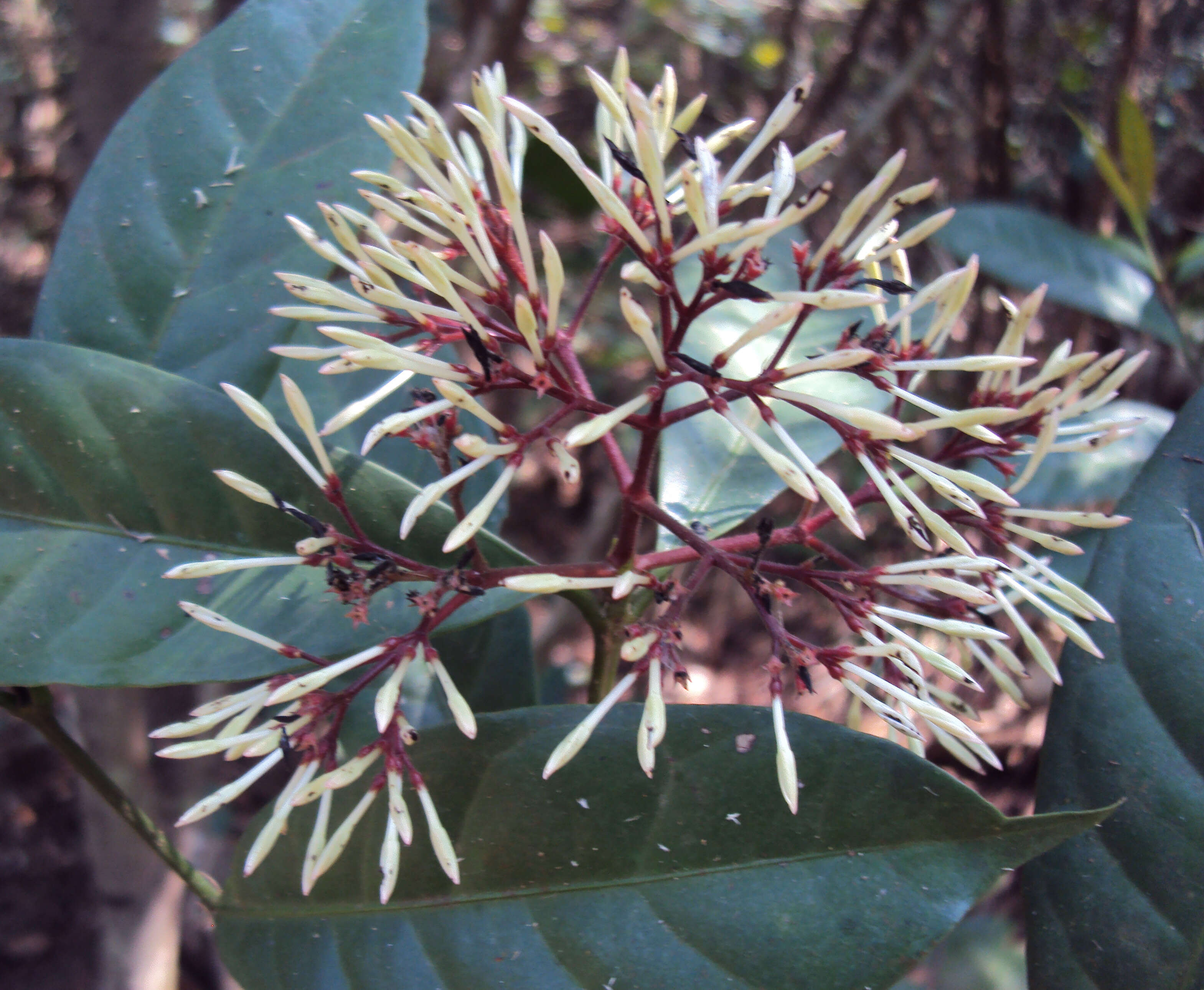 Image of Ixora nigricans R. Br. ex Wight & Arn.