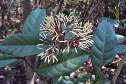 Image of Ixora nigricans R. Br. ex Wight & Arn.