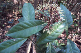 Image of Ixora nigricans R. Br. ex Wight & Arn.