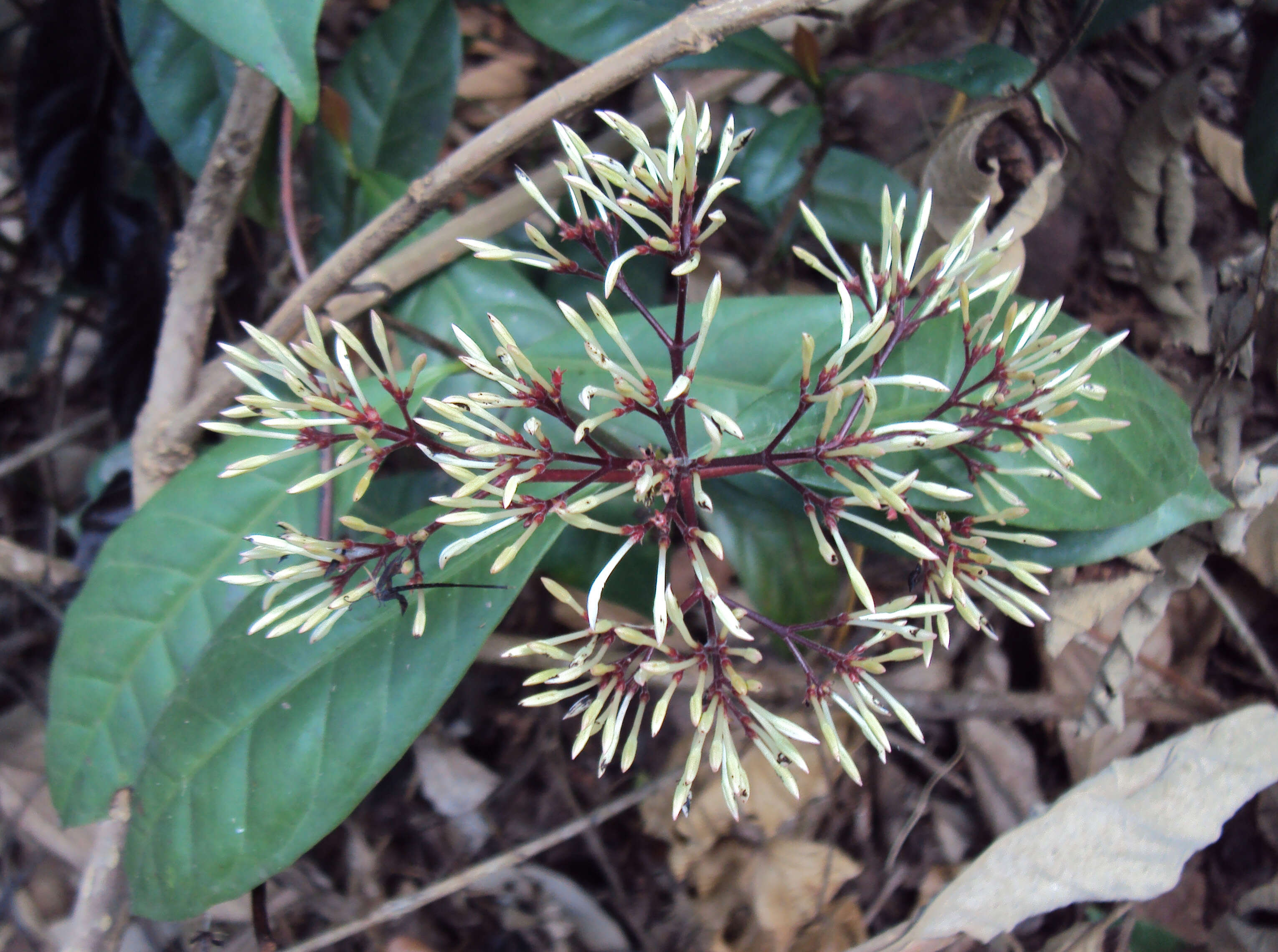 Image of Ixora nigricans R. Br. ex Wight & Arn.