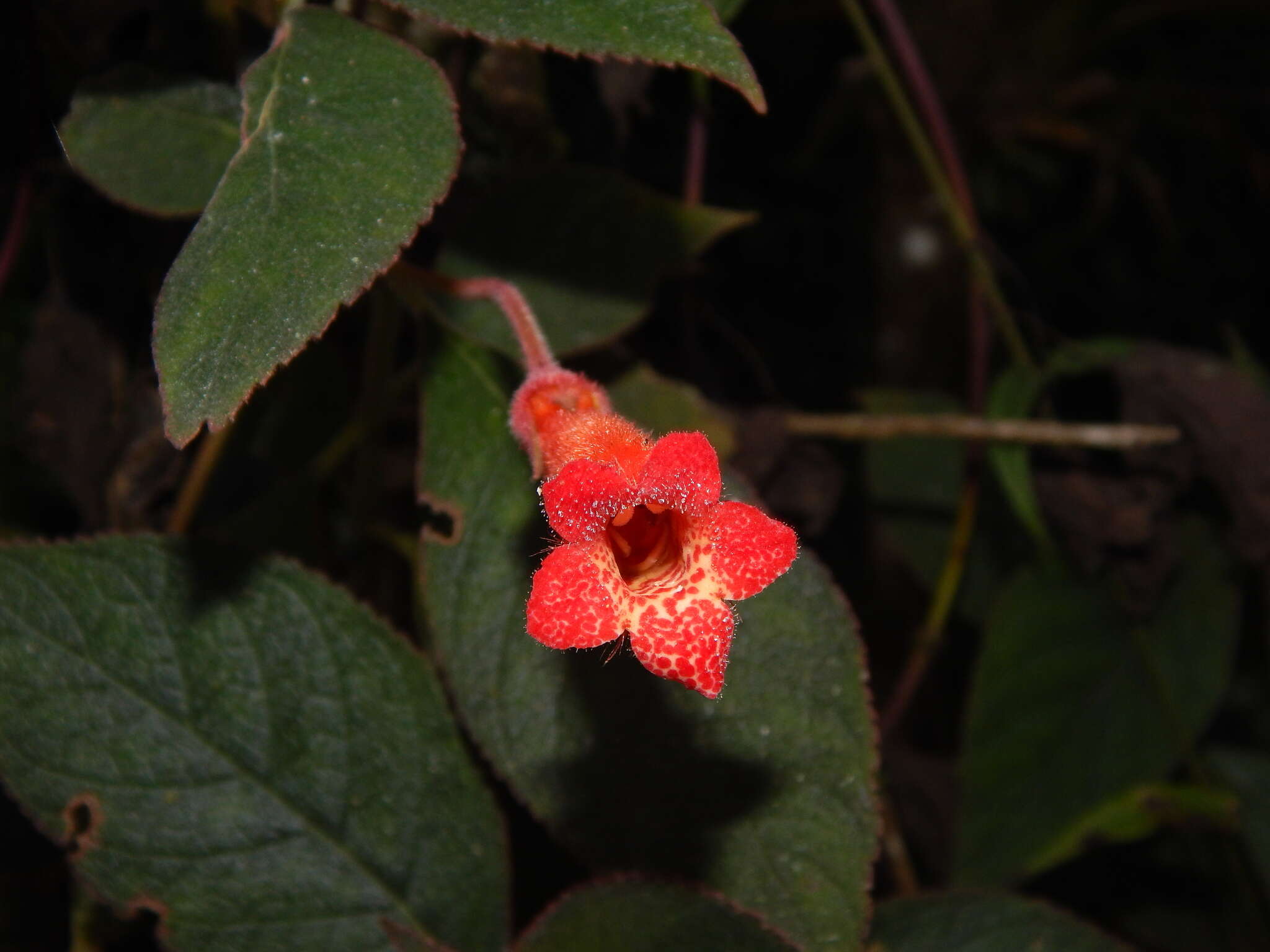 Image of Kohleria hirsuta (Kunth) Regel