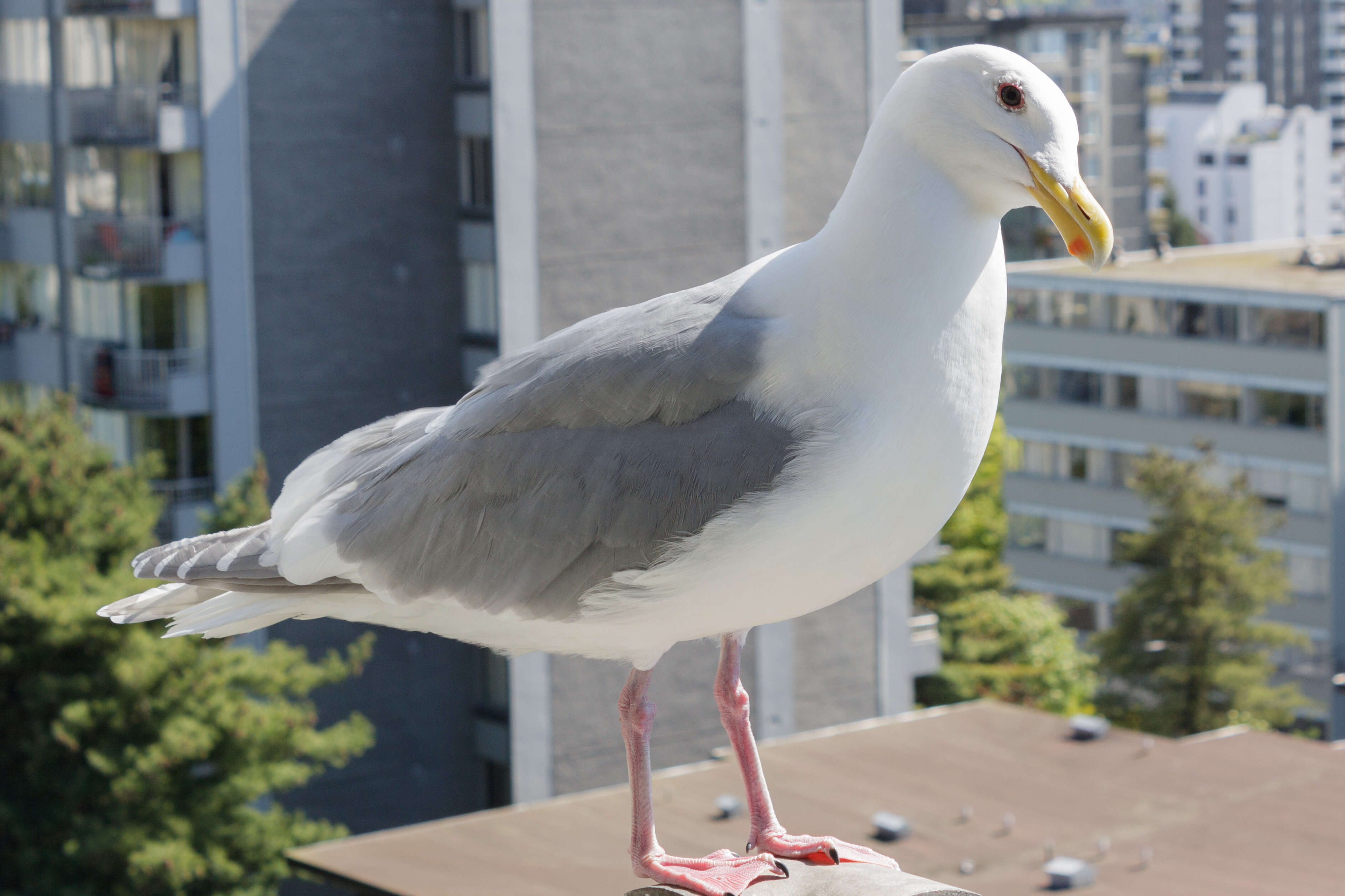 Image of Glaucous-winged Gull