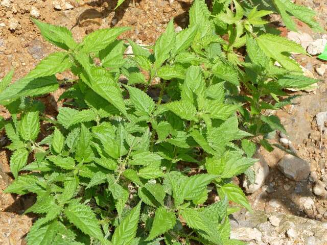 Image of Common Nettle