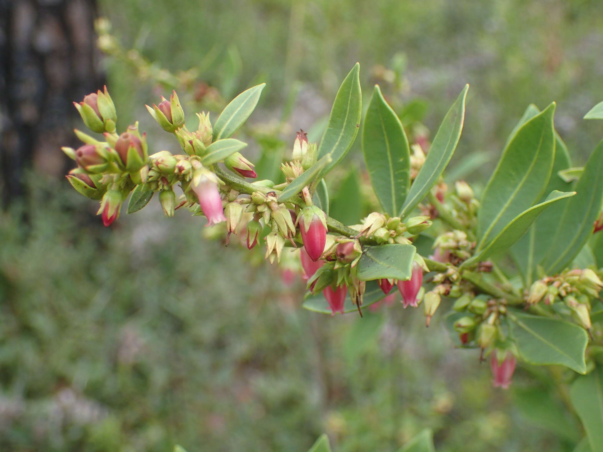 Lyonia lucida (Lam.) C. Koch resmi