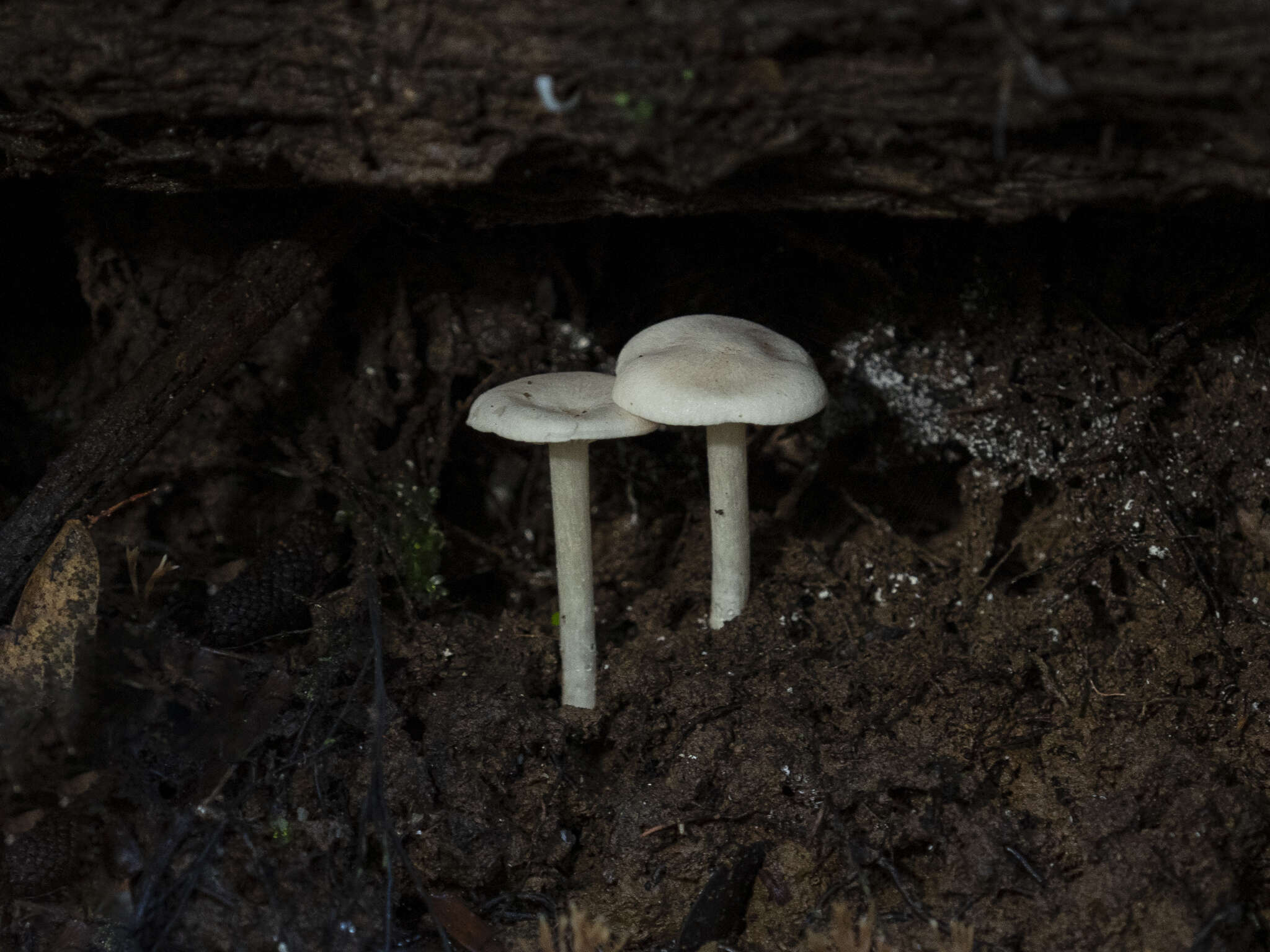 Image of Entoloma peralbidum E. Horak 1973