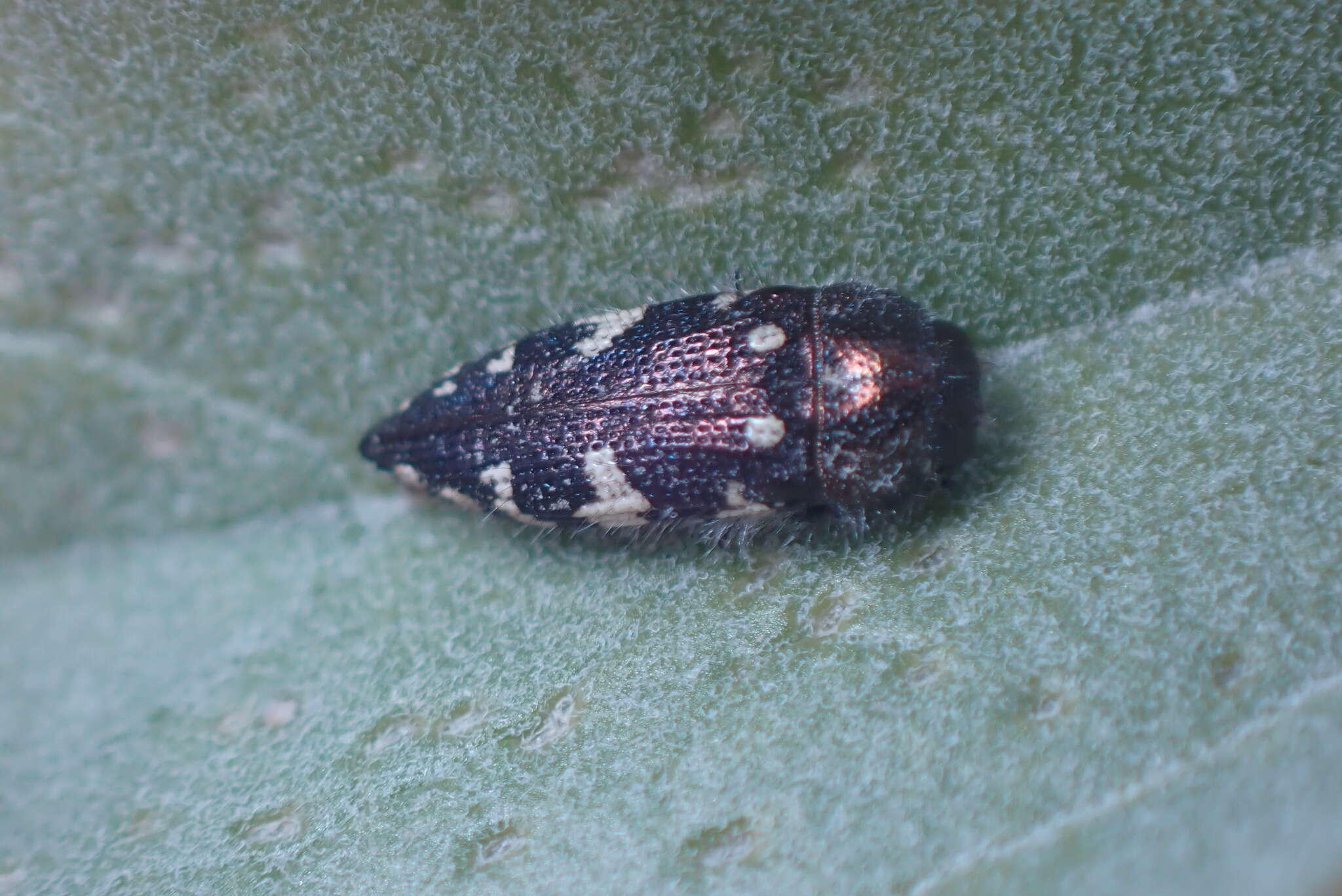 Image de Acmaeodera vernalis Barr 1972