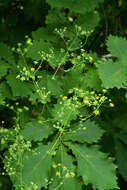 Image of Bupleurum longiradiatum Turcz.