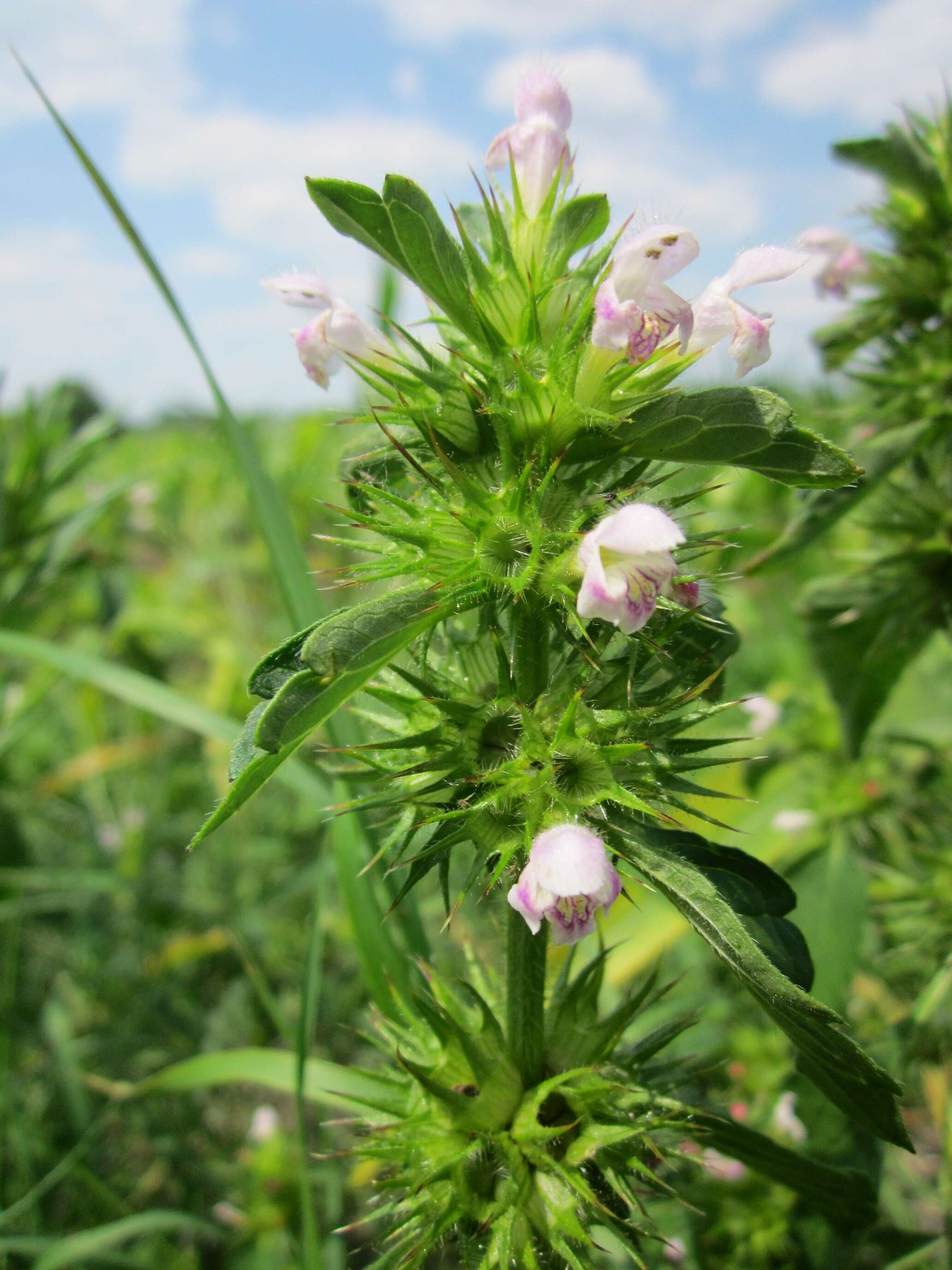 Image of Common hemp nettle