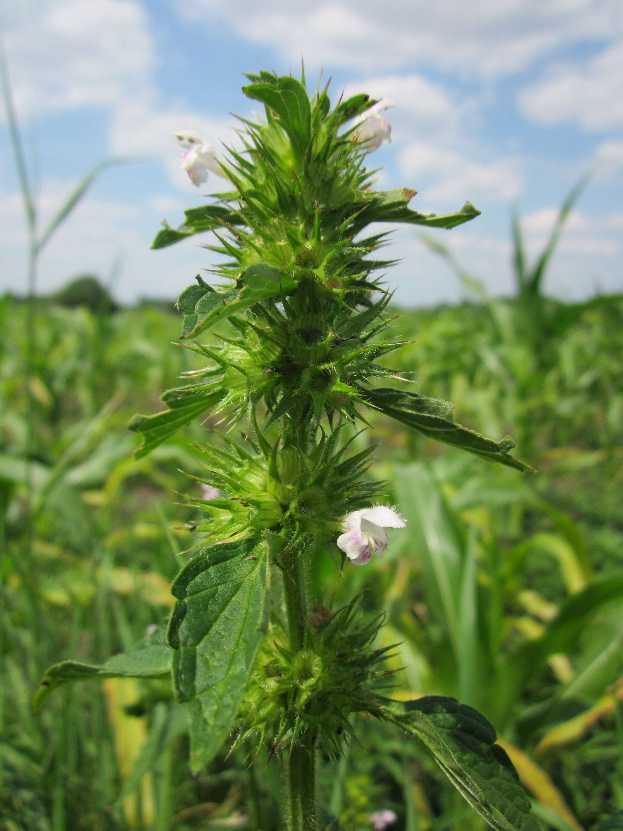 Image of Common hemp nettle