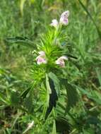 Image of Common hemp nettle