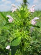 Image of Common hemp nettle