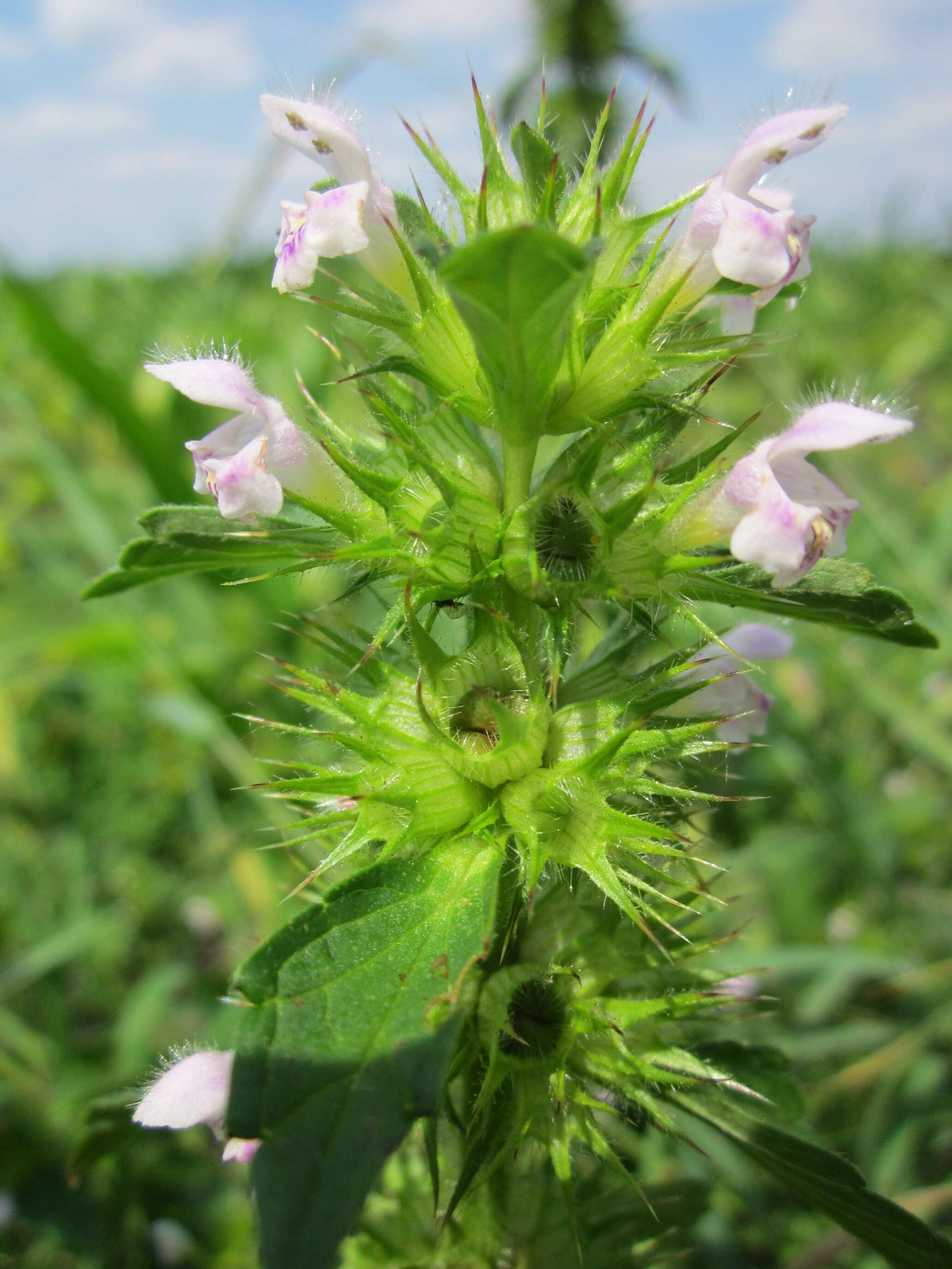 Image of Common hemp nettle