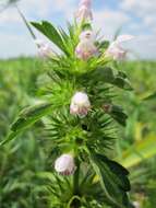 Image of Common hemp nettle