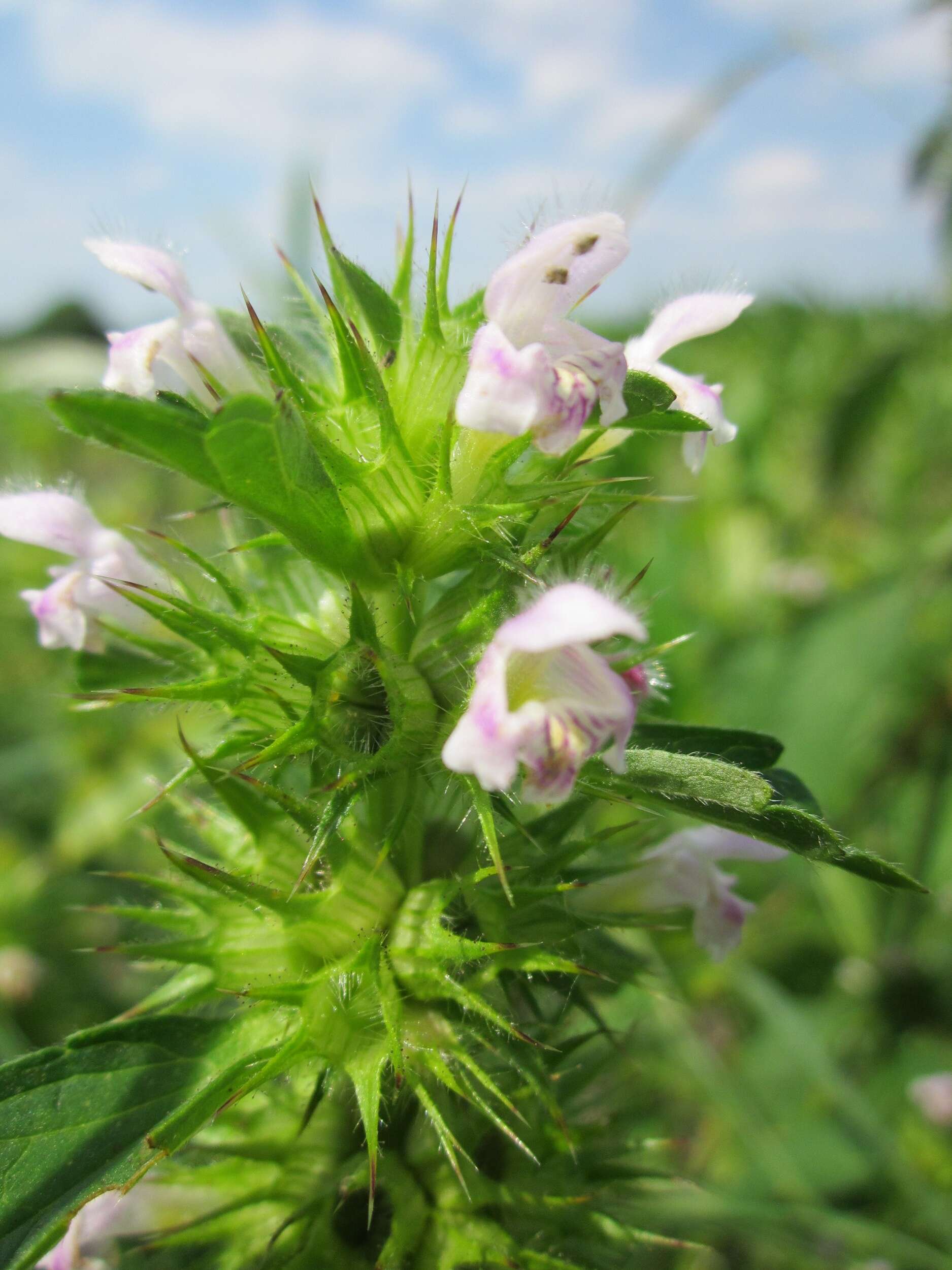 Image of Common hemp nettle