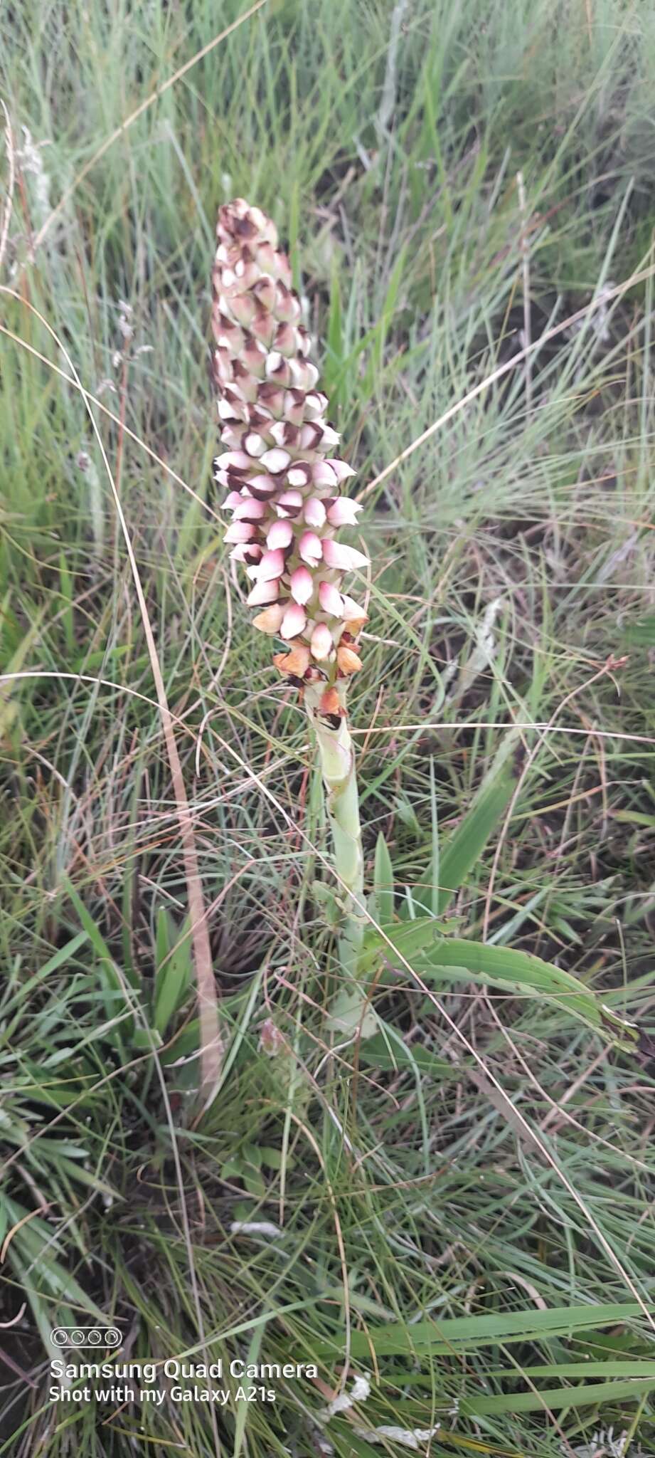 Image of Disa versicolor Rchb. fil.