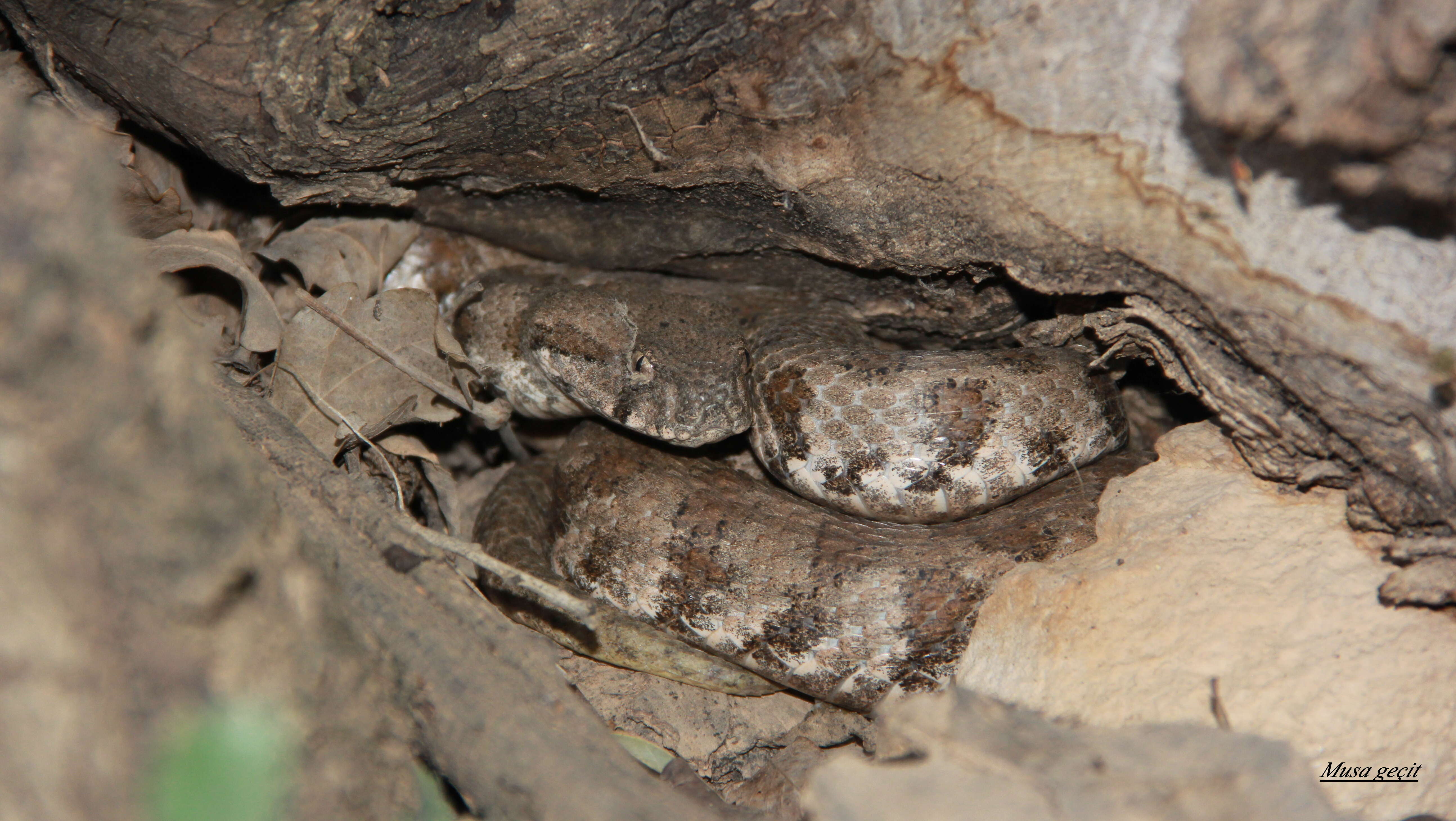 Image of Levant Viper