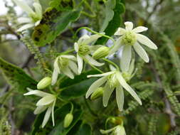 صورة Clematis forsteri J. F. Gmel.