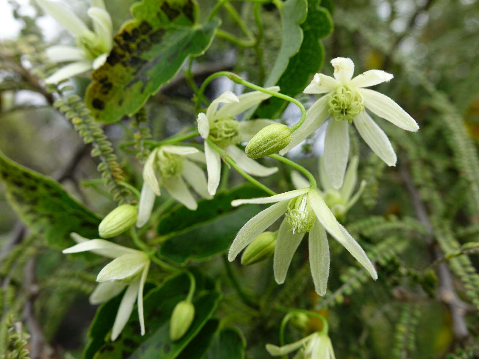 Image of Clematis forsteri J. F. Gmel.