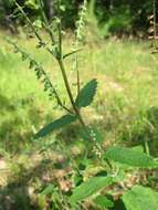Слика од Teucrium scorodonia L.