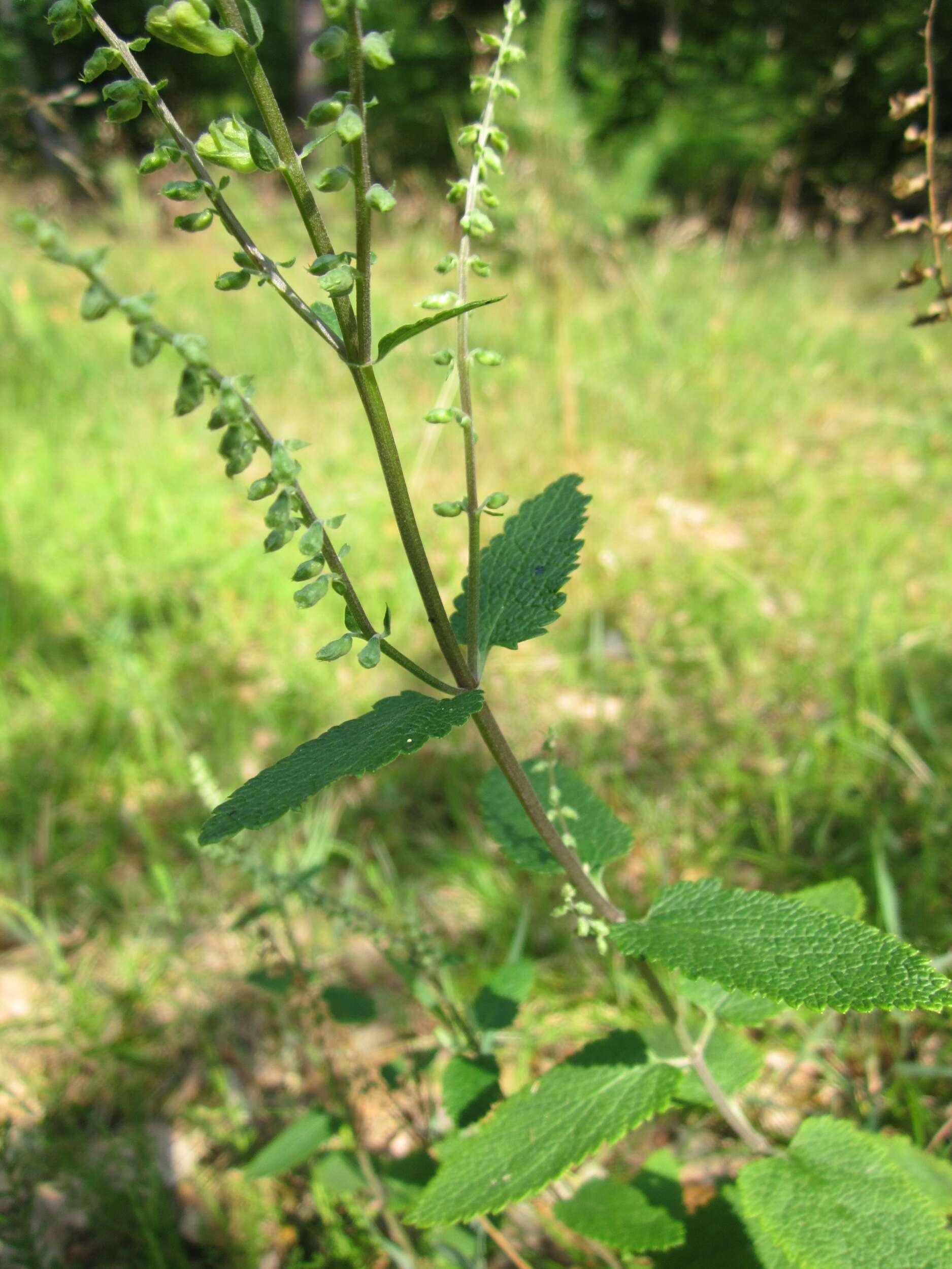 Слика од Teucrium scorodonia L.