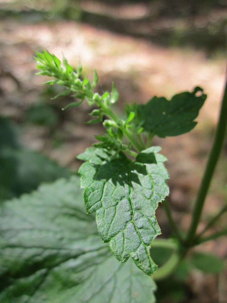Слика од Teucrium scorodonia L.