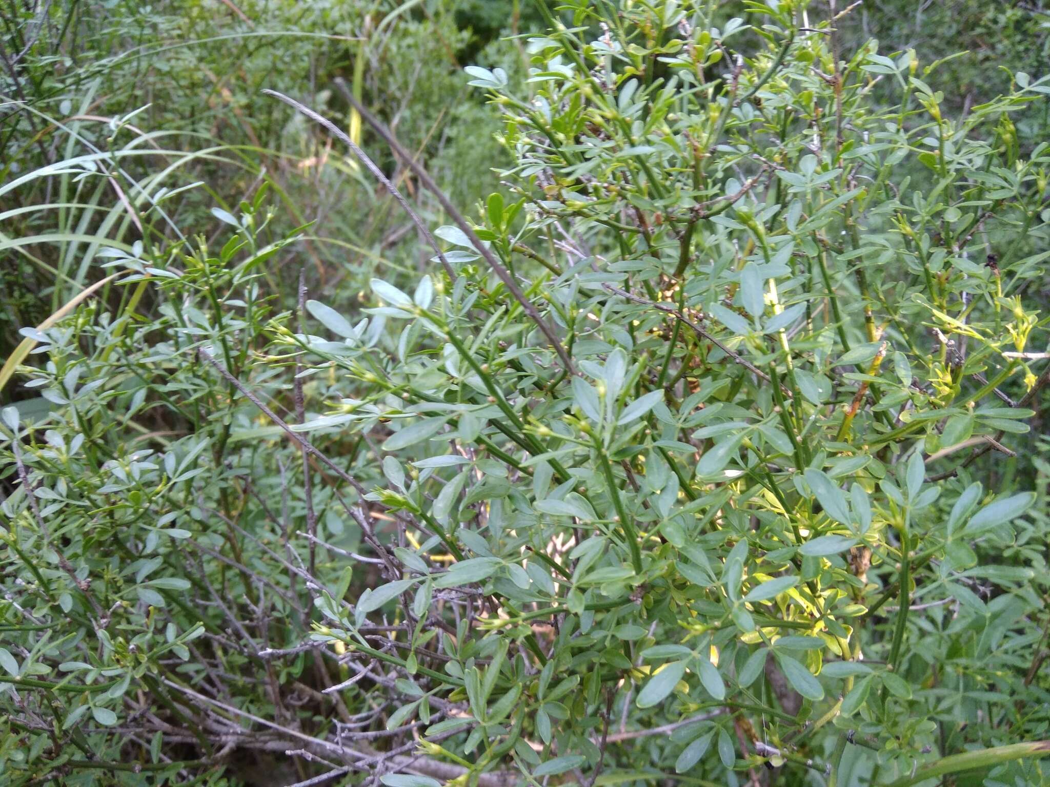 Image of Chrysojasminum fruticans (L.) Banfi