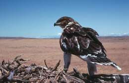 Image of Ferruginous Hawk